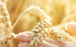 冬小麥苗黃苗弱的原因及對策